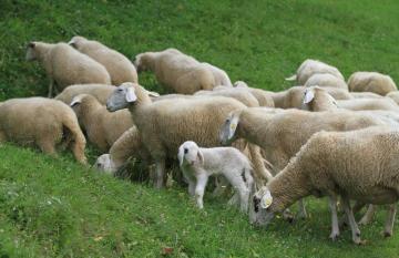 Bolezen modrikastega jezika pri drobnici